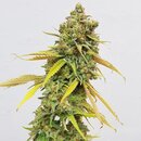 Royal Queen Seeds Cannabis Samen - Special Queen...