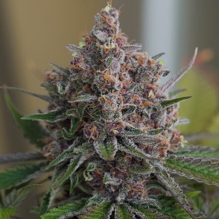 Royal Queen Seeds Cannabis Samen - Purple Queen Feminized - 5 stk.