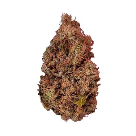 Royal Queen Seeds Cannabis Samen - Purple Queen Feminized - 5 stk.