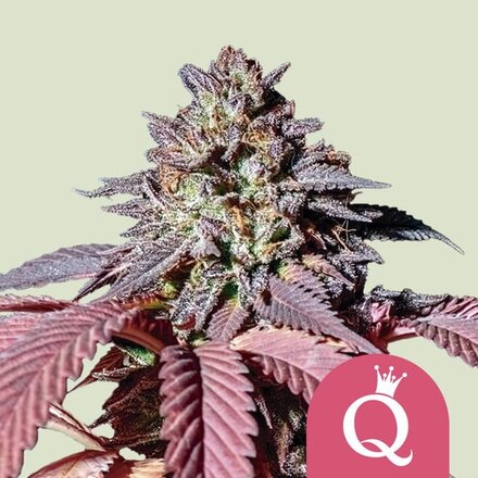 Royal Queen Seeds Cannabis Samen - Purple Queen Feminized - 5 stk.