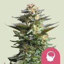 Royal Queen Seeds Cannabis Samen Amnesia Haze Feminized -...