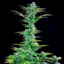 Royal Queen Seeds Cannabis Samen Critical Feminized - 5 stk.