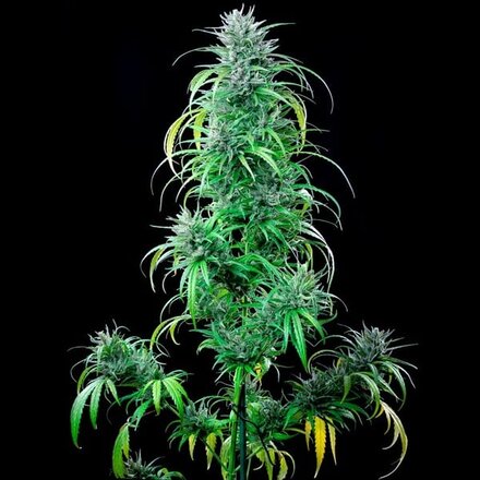 Royal Queen Seeds Cannabis Samen - Critical Kush Feminized - 3 stk.