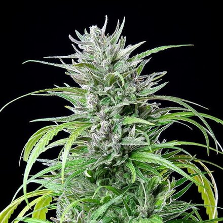 Royal Queen Seeds Cannabis Samen - Critical Kush Feminized - 3 stk.