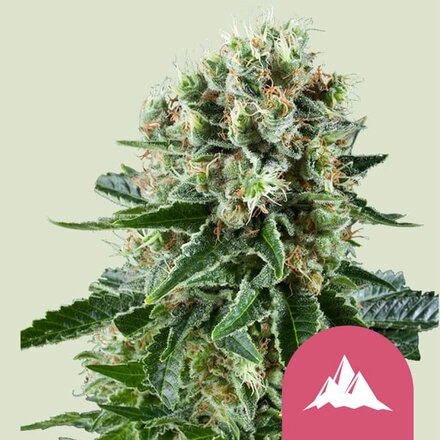 Royal Queen Seeds Cannabis Samen - Critical Kush Feminized - 3 stk.