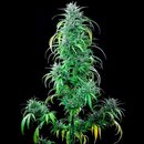 Royal Queen Seeds Cannabis Samen - Critical Kush...