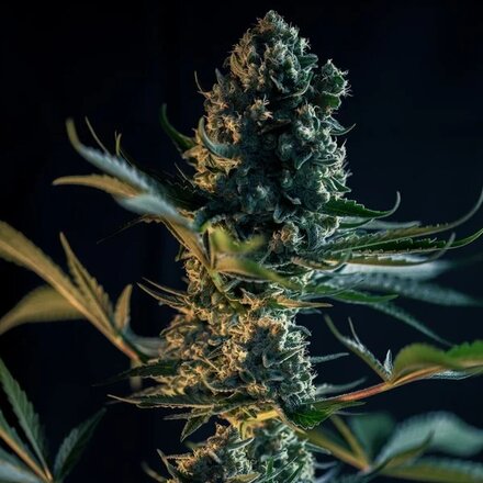 Royal Queen Seeds Cannabis Samen - Royal Gorilla Feminized - 5 stk.