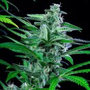 Royal Queen Seeds Cannabis Samen - Special Kush Feminized...