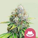 Royal Queen Seeds Cannabis Samen - O.G. Kush Feminized -...
