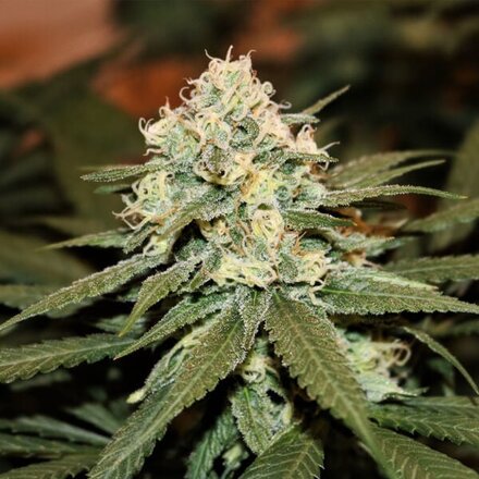 Royal Queen Seeds Cannabis Samen - Lemon Shining Silver Haze Feminized - 3 stk.