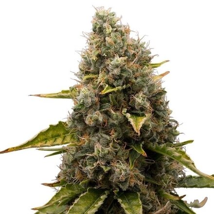 Royal Queen Seeds Cannabis Samen - White Widow Feminized - 5 stk.