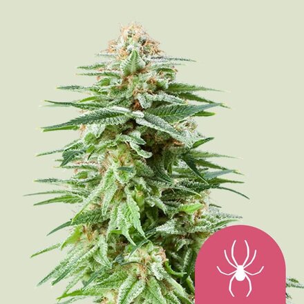 Royal Queen Seeds Cannabis Samen - White Widow Feminized - 5 stk.