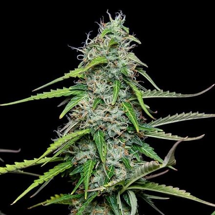 Royal Queen Seeds Cannabis Samen - Royal Gorilla Automatic - 3 stk.