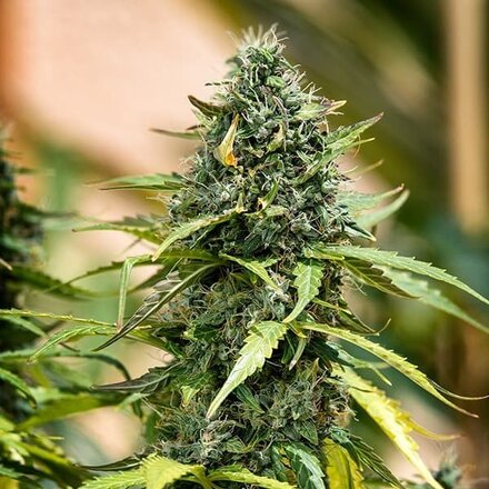 Royal Queen Seeds Cannabis Samen - Royal Gorilla Automatic - 3 stk.