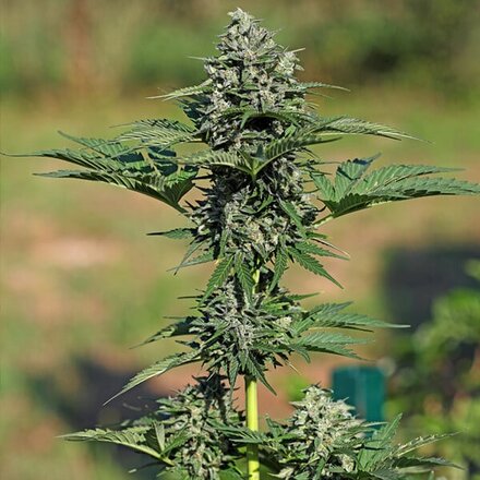 Royal Queen Seeds Cannabis Samen - Royal Gorilla Automatic - 3 stk.