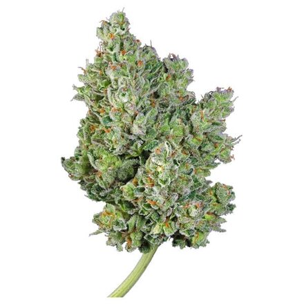 Royal Queen Seeds Cannabis Samen - Royal Gorilla Automatic - 3 stk.