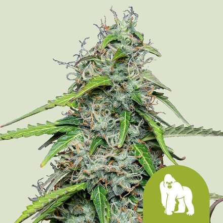 Royal Queen Seeds Cannabis Samen - Royal Gorilla Automatic - 3 stk.