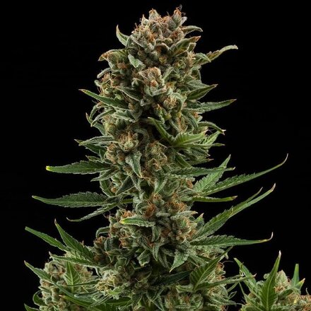 Royal Queen Seeds Cannabis Samen - White Widow Automatic - 5 stk.