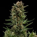 Royal Queen Seeds Cannabis Samen - White Widow Automatic...