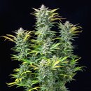 Royal Queen Seeds Cannabis Samen - Quick One Automatic -...