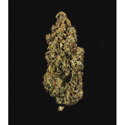 Royal Queen Seeds Cannabis Samen - Purple Queen Automatic - 3 stk.