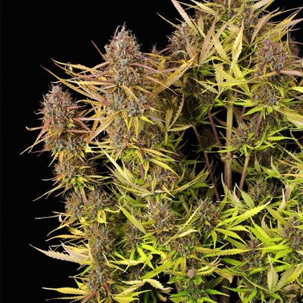 Royal Queen Seeds Cannabis Samen - Purple Queen Automatic - 3 stk.