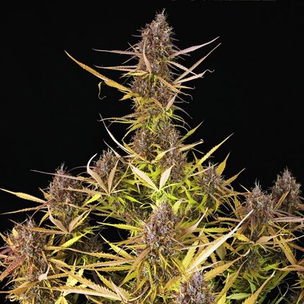 Royal Queen Seeds Cannabis Samen - Purple Queen Automatic - 3 stk.