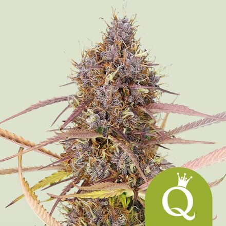 Royal Queen Seeds Cannabis Samen - Purple Queen Automatic - 3 stk.