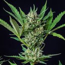 Royal Queen Seeds Cannabis Samen - Royal Dwarf Automatic...