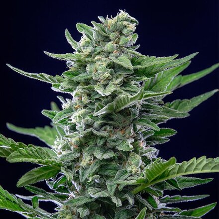 Royal Queen Seeds Cannabis Samen - Royal Critical Automatic - 5 stk.