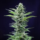 Royal Queen Seeds Cannabis Samen Royal Critical Automatic...