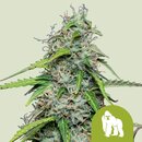 Royal Queen Seeds Cannabis Samen - Royal Gorilla...