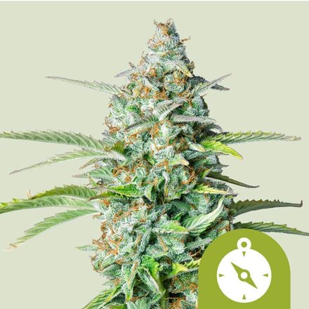 Royal Queen Seeds Cannabis Samen - Northern Light Automatic - 3 stk.