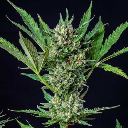 Royal Queen Seeds Cannabis Samen - Royal Dwarf Automatic - 3 stk.