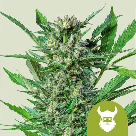 Royal Queen Seeds Cannabis Samen - Royal Dwarf Automatic - 3 stk.