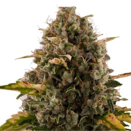 Royal Queen Seeds Cannabis Samen - Royal Moby Feminized - 5 Stk