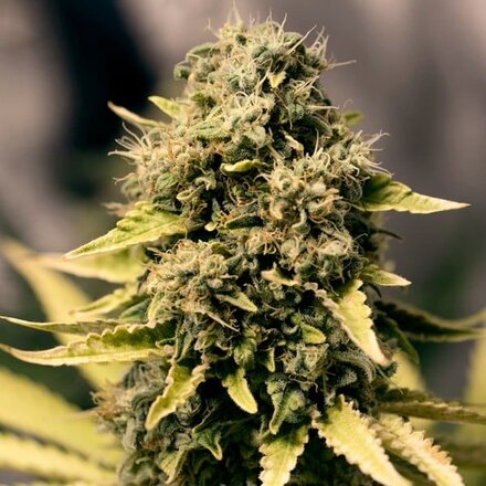 Royal Queen Seeds Cannabis Samen - Royal Domina Feminized - 3 Samen