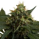 Royal Queen Seeds Cannabis Samen - Ice Feminized - 5 Samen