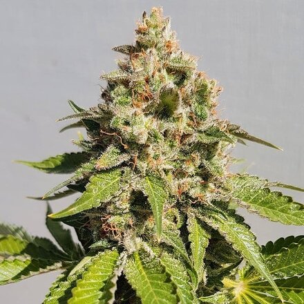 Royal Queen Seeds Cannabis Samen - Royal AK Feminized - 5 Samen