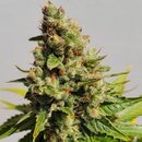 Royal Queen Seeds Cannabis Samen - Royal AK Feminized - 5...
