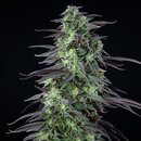 Royal Queen Seeds Cannabis Samen - Skunk XL Feminized - 5...