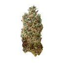 Royal Queen Seeds Cannabis Samen - Royal Skywalker USA...