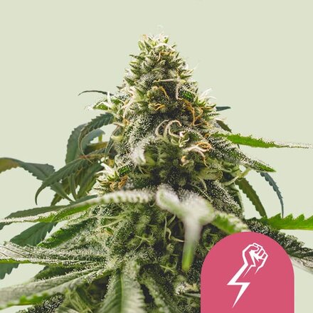 Royal Queen Seeds Cannabis Samen - Green Crack Punch USA Premium Feminized - 3 Samen