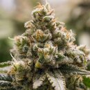 Royal Queen Seeds Cannabis Samen - Green Crack Punch USA...