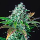 Royal Queen Seeds Cannabis Samen - Hulkberry USA Premium...