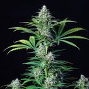 Royal Queen Seeds Cannabis Samen - Royal Runtz USA...