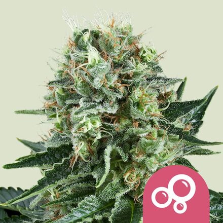 Royal Queen Seeds Cannabis Samen - Bubble Kush Feminized - 3 Samen