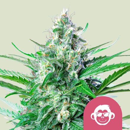 Royal Queen Seeds Cannabis Samen - Grape Ape USA Premium Feminized - 3 Samen