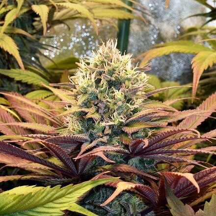 Royal Queen Seeds Cannabis Samen - Pineapple Kush Feminized - 5