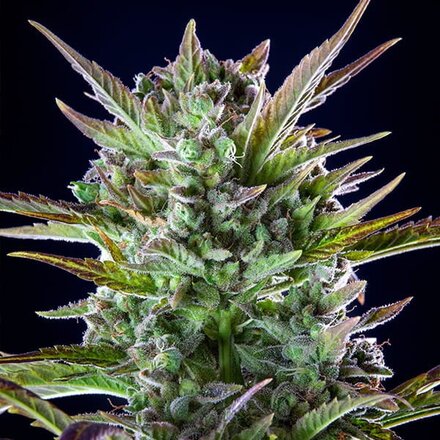 Royal Queen Seeds Cannabis Samen - Pineapple Kush Feminized - 5